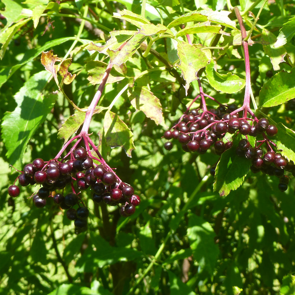 Elderberry, frozen, 5 lb bulk pkg